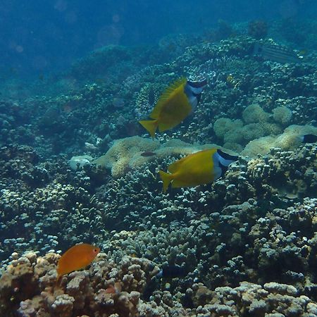Tirta Bali Homestay Pemuteran Kültér fotó